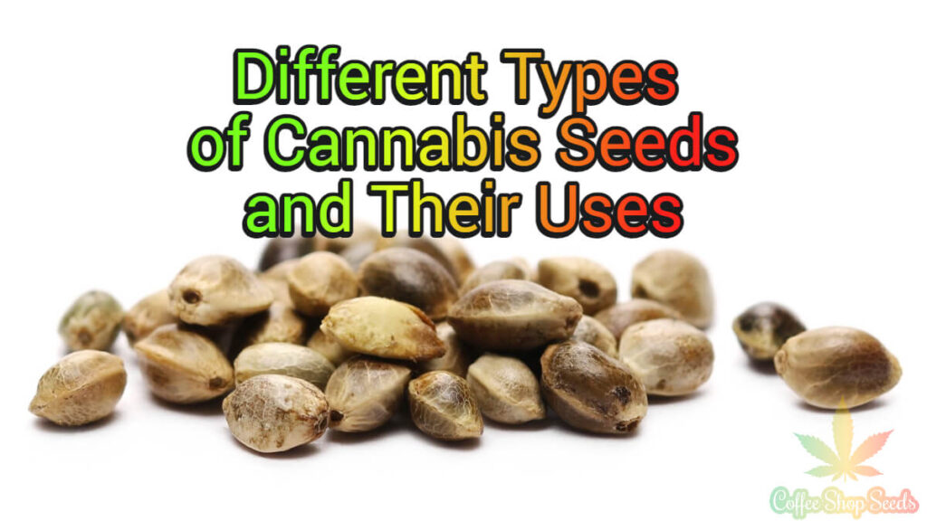 Different Types of Cannabis Seeds and Their Uses