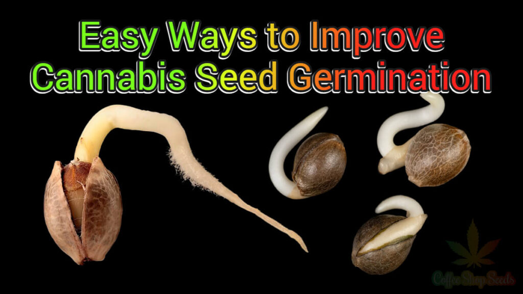 Easy Ways to Improve Cannabis Seed Germination