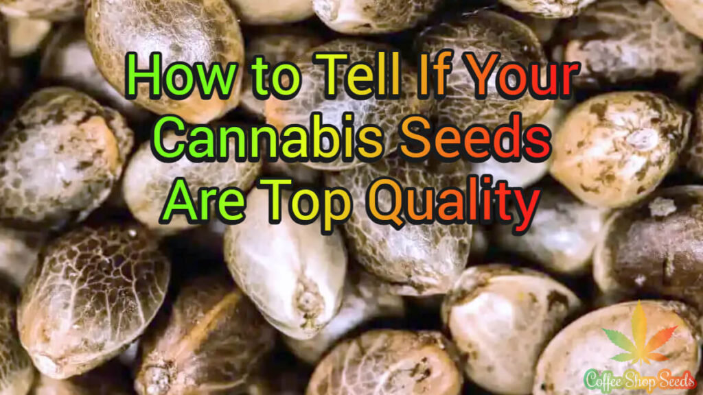 How to Tell If Your Cannabis Seeds Are Top Quality