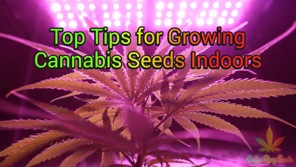 Top Tips for Growing Cannabis Seeds Indoors -- close up cannabis plant under LED lights