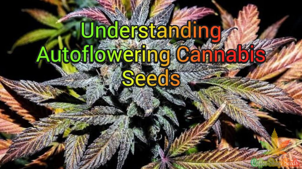 Understanding Autoflowering Cannabis Seeds