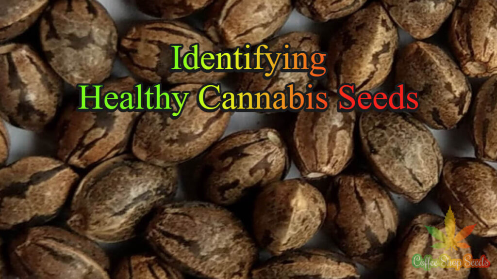 Identifying Healthy Cannabis Seeds