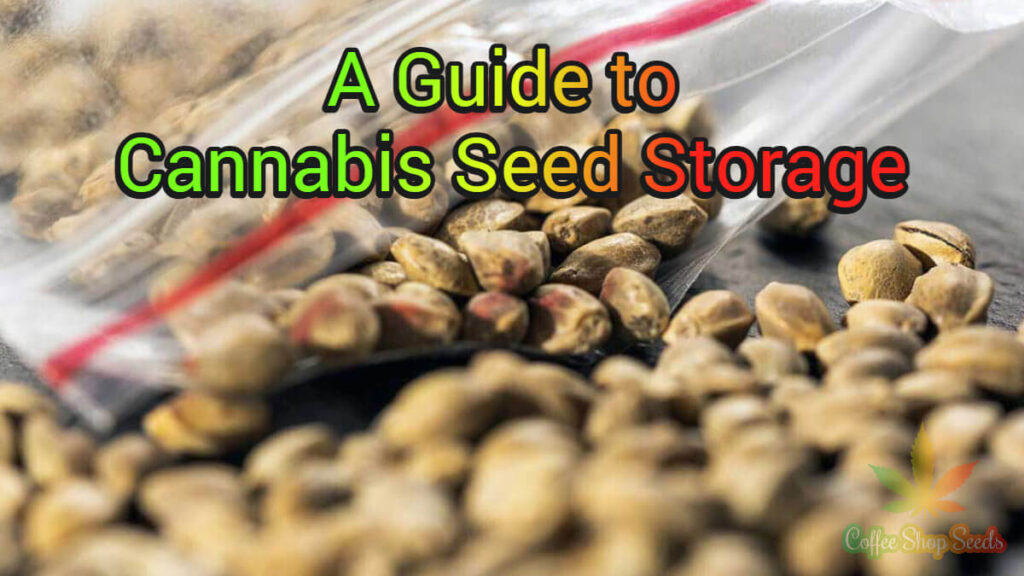 A Guide to Cannabis Seed Storage