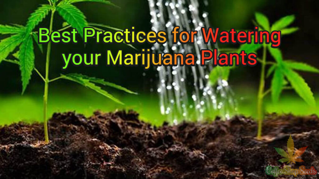 Watering your Marijuana Plants