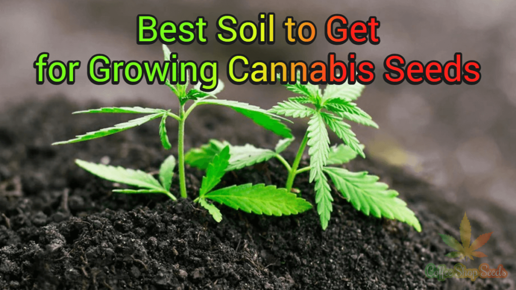 Best Soil to Get for Growing Cannabis Seeds