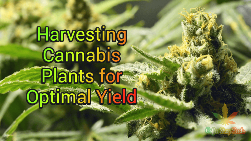 Harvesting Cannabis Plants for Optimal Yield