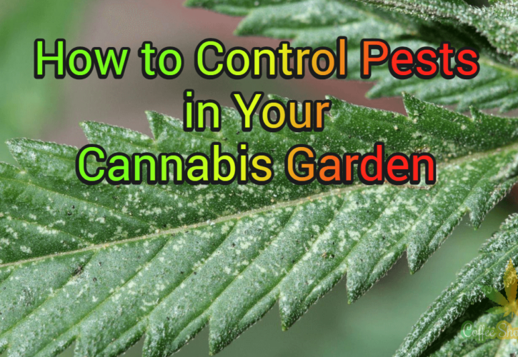 How to Control Pests in Your Cannabis Garden