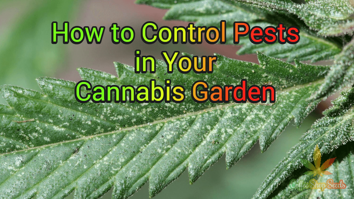 How to Control Pests in Your Cannabis Garden